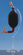 notify_thumb